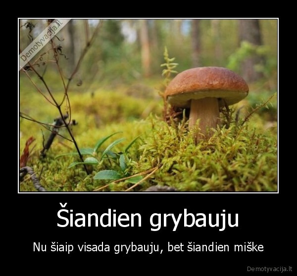 Šiandien grybauju