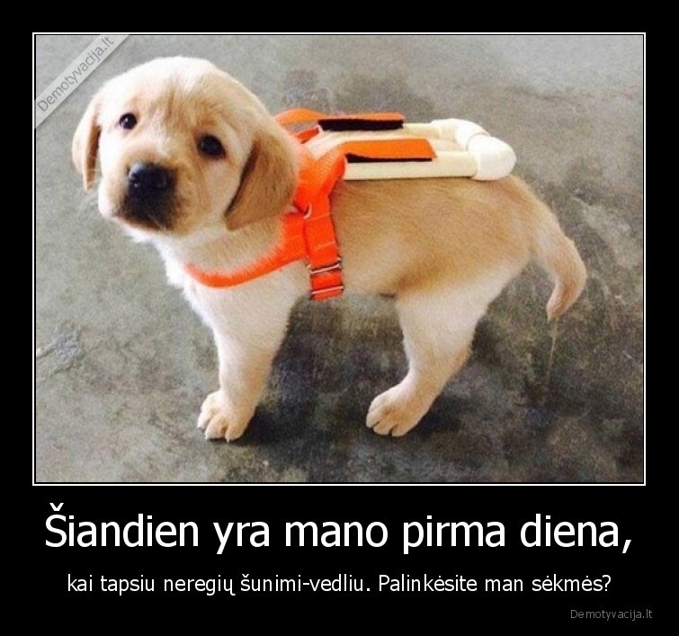 suo,vedlys,neregiai