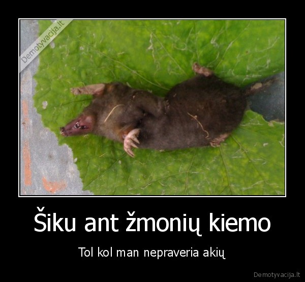 Šiku ant žmonių kiemo
