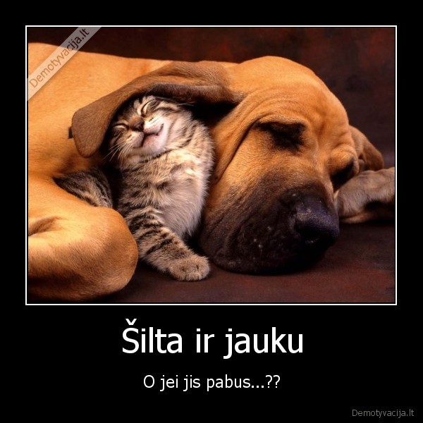cat, ir, dog