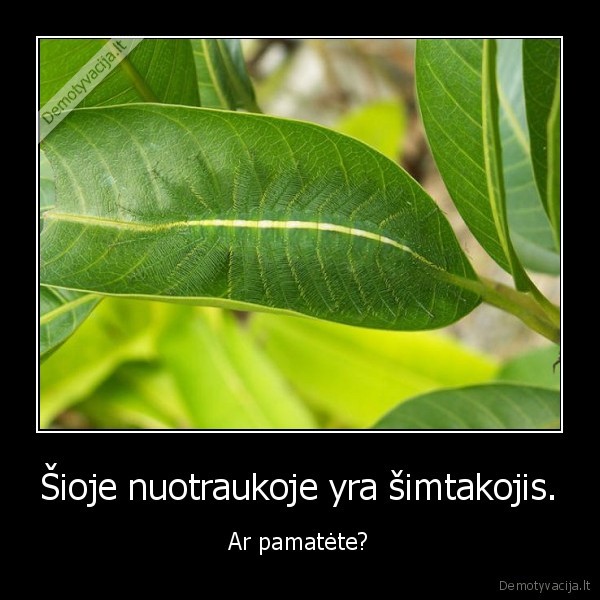 simtakojis,lapas