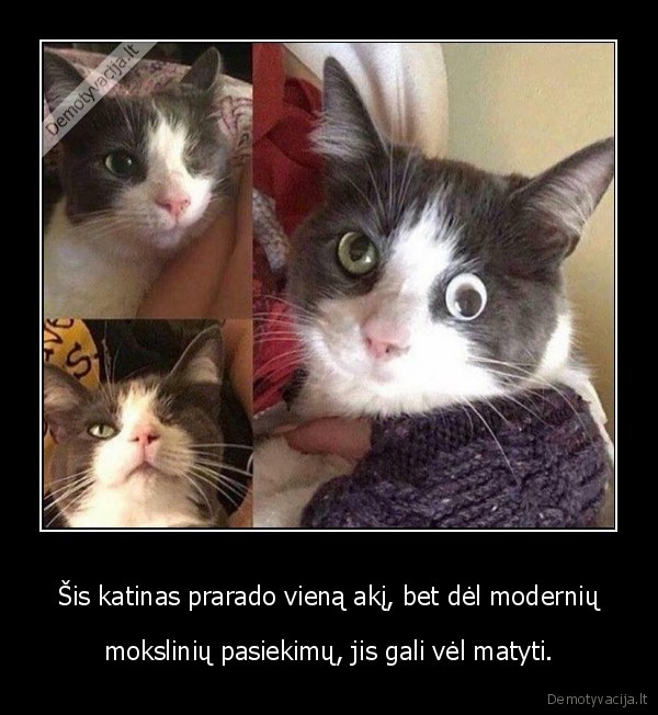 kate,katinas,akis,mokslas