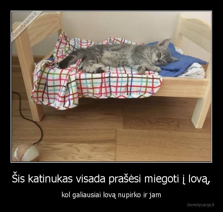 katinukas,miegas,lova