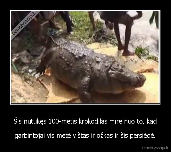 krokodilas,storas
