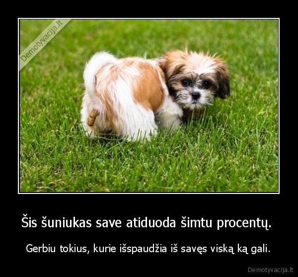 sportas, suo, suniukas