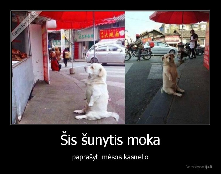moka,paprasyti,mesos,sunytis,sunys,praso