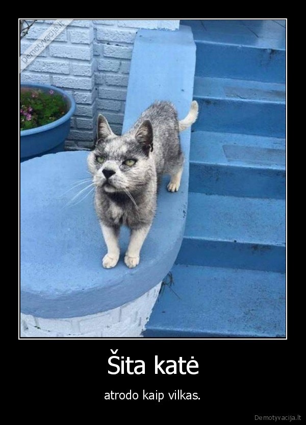 kate,katinas,vilkas