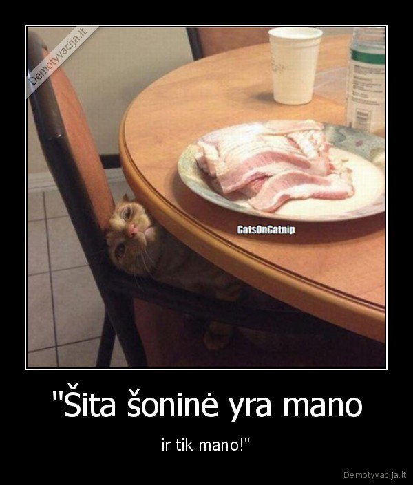 kate,katinas,sonine