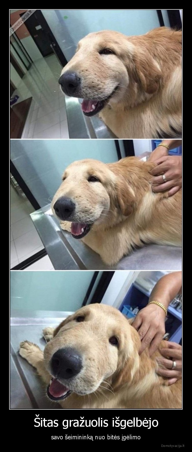 bite,igele,suo,isgelbejo