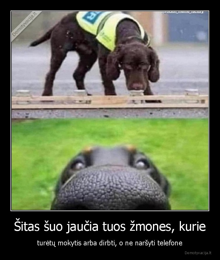 suo,jaucia,narso