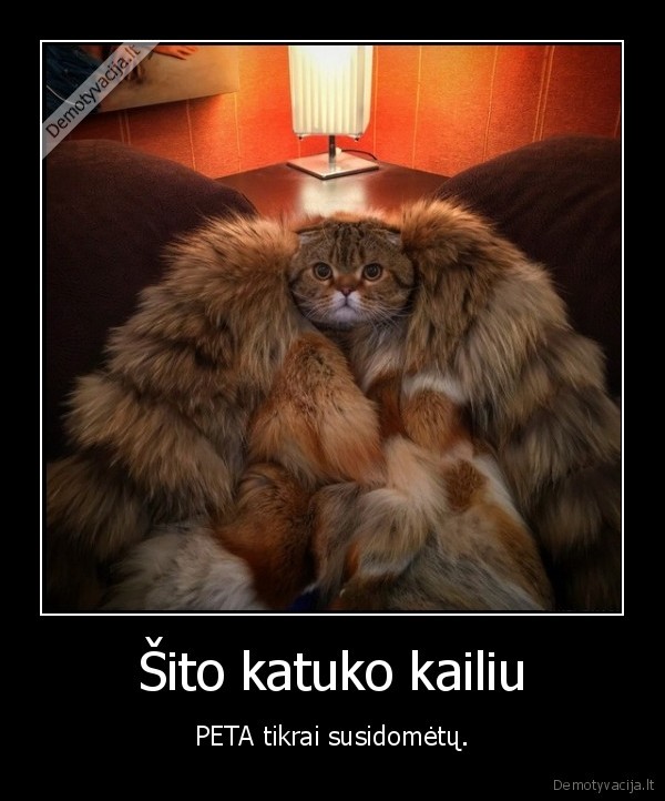 peta,katukas,kailis