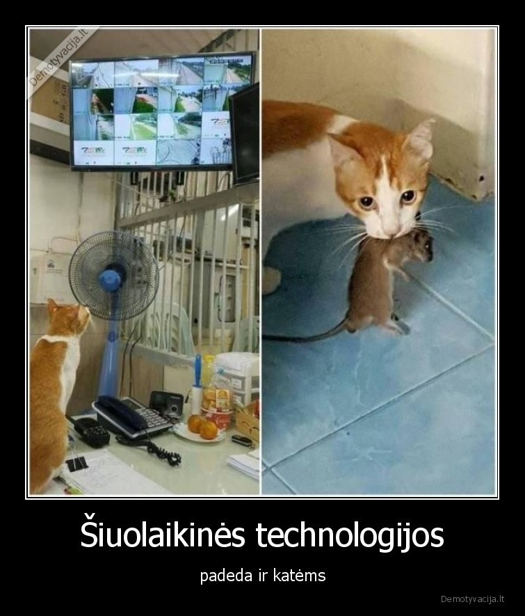 kates,peles,gyvunai,augintiniai,technologijos,kameros