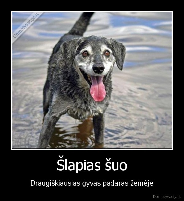 Šlapias šuo