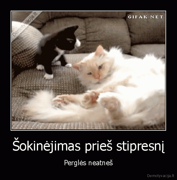 katinas,kate,kates,katinai,musasi,musasi, kates,musasi, katinai
