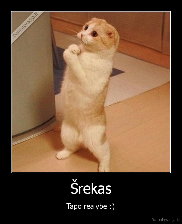kate,srekas