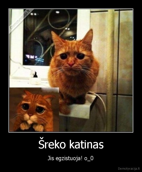 Šreko katinas