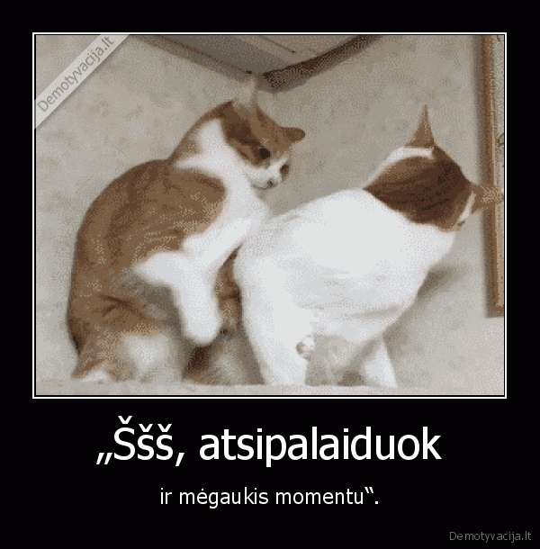 kate,katinas,meile,momentas