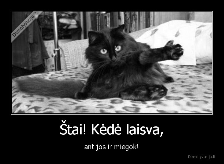 katinas,kede,lova,miegas