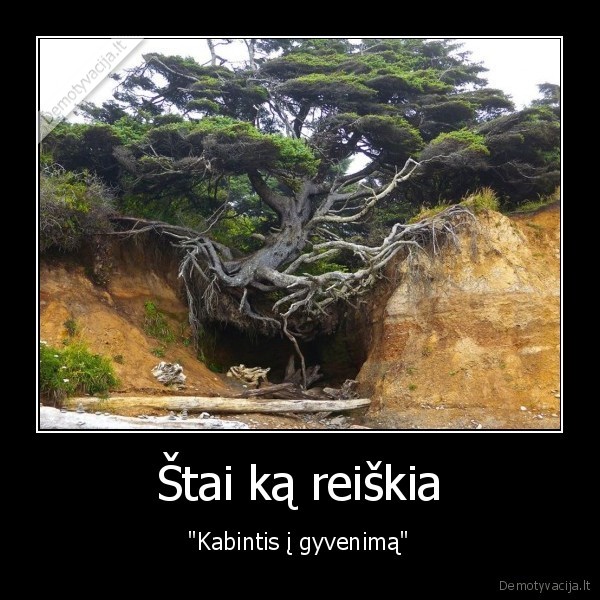 saknys,kabinasi