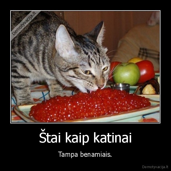 katinas,benamis,valgo,ikrai