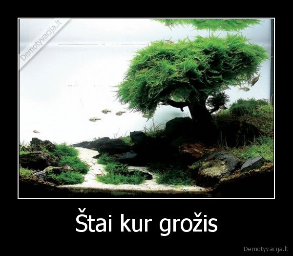 Štai kur grožis