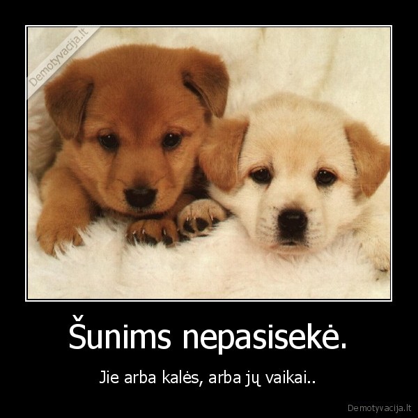 Šunims nepasisekė.