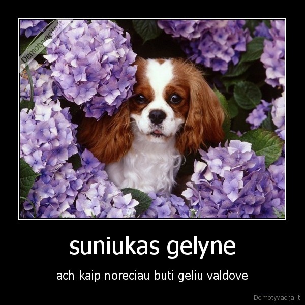 suniukas gelyne