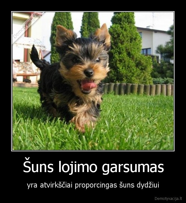 suo,suniukas,mazi, sunys
