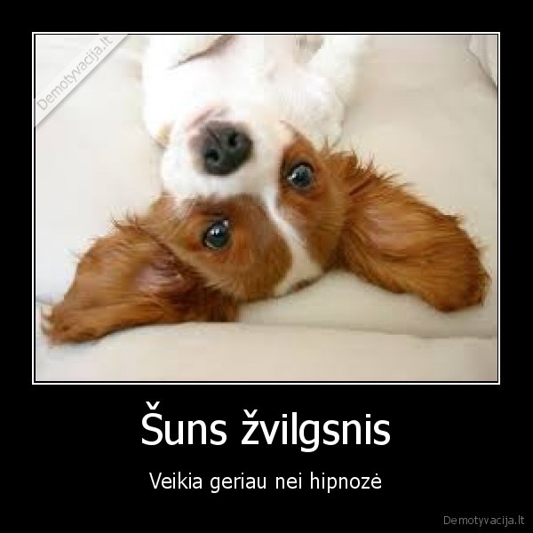 Šuns žvilgsnis