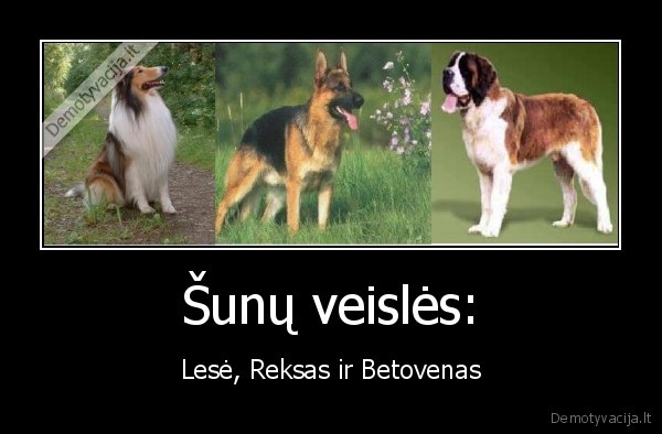 Šunų veislės: