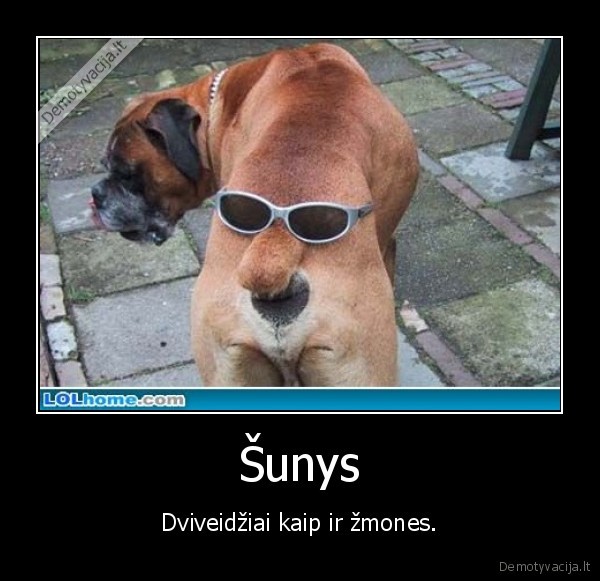 Šunys