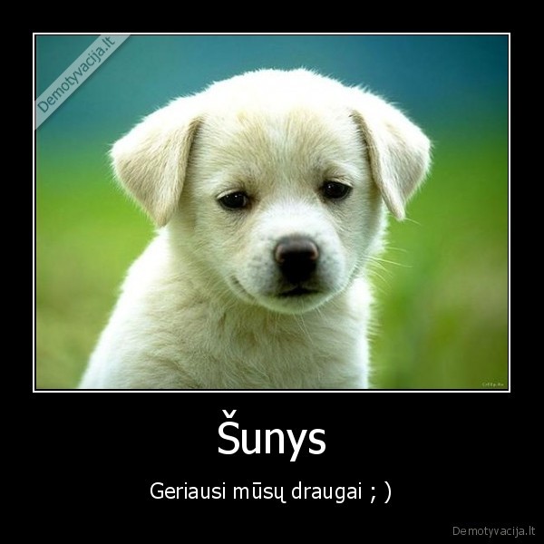 Šunys