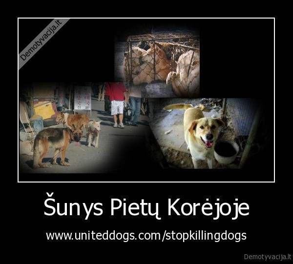 Šunys Pietų Korėjoje