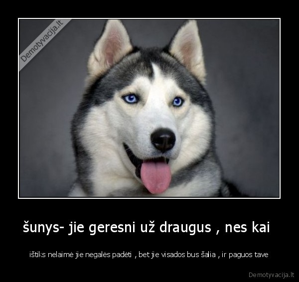 šunys- jie geresni už draugus , nes kai 