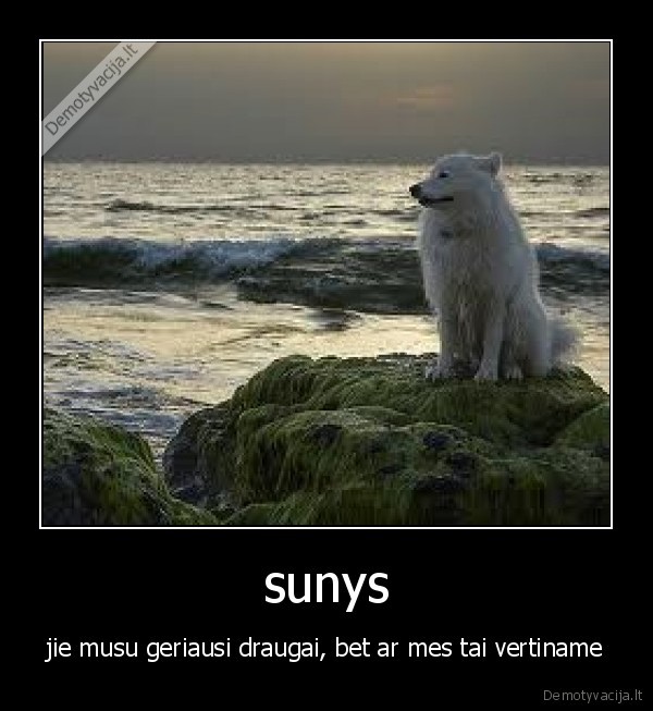 sunys
