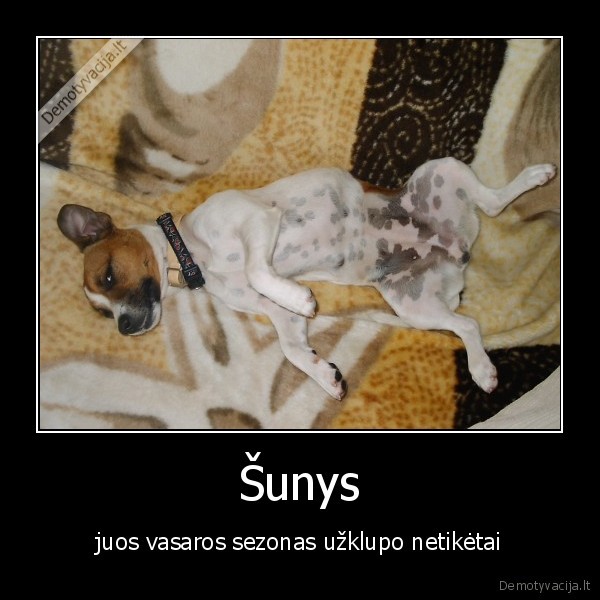 Šunys