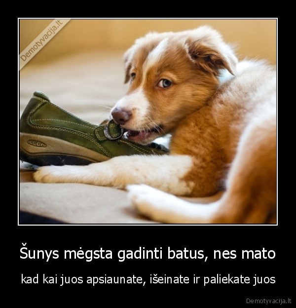 suo, ir, batai,sunys