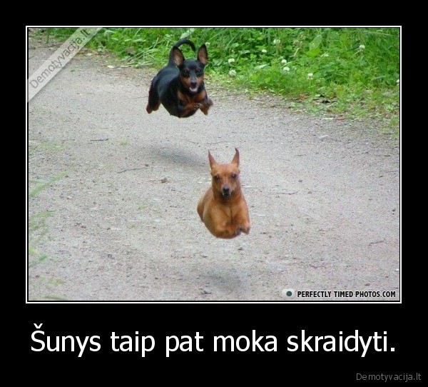 Šunys taip pat moka skraidyti.
