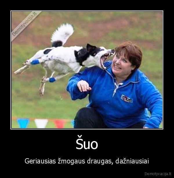Šuo