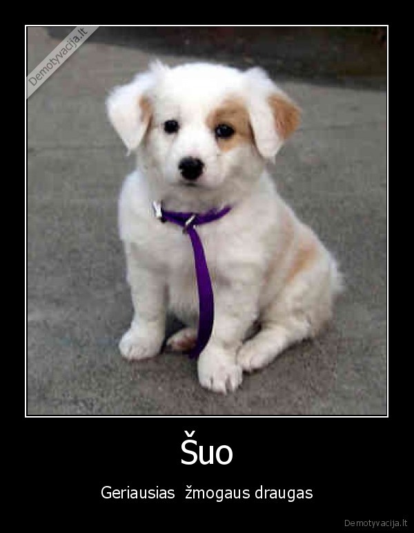 Šuo