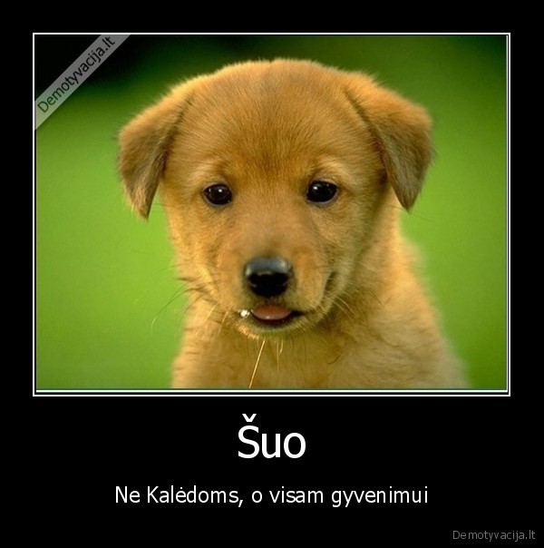 Šuo