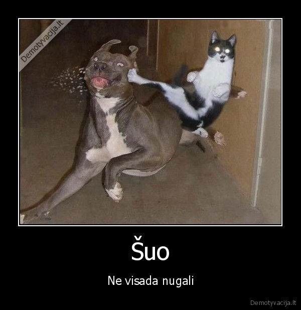 suo,kate