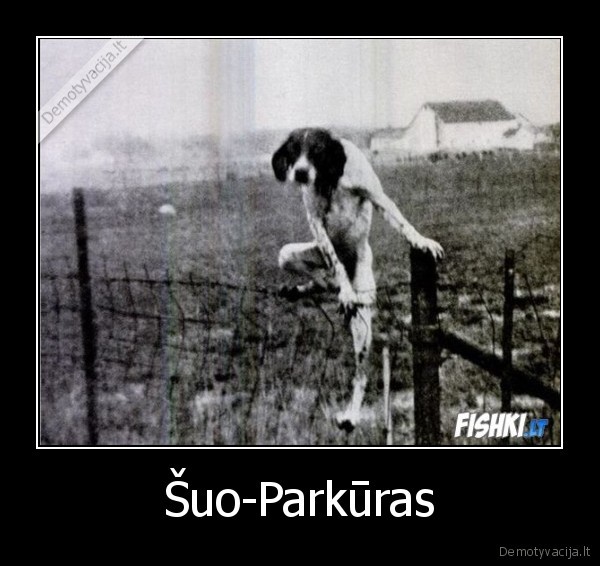 Šuo-Parkūras