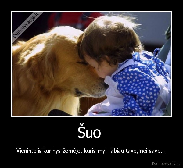 Šuo 