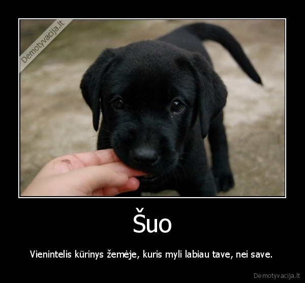 Šuo