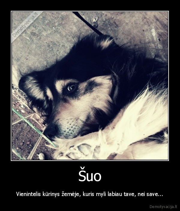 Šuo