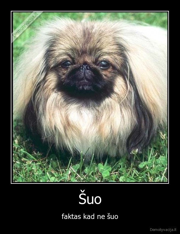 Šuo