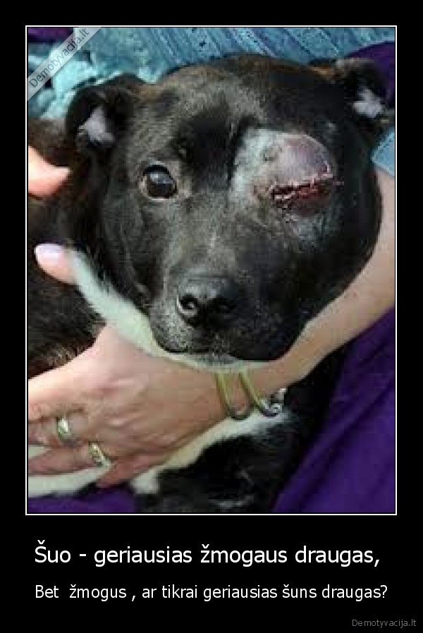 suo,draugai