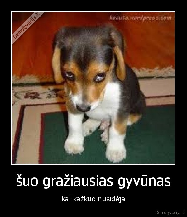 šuo gražiausias gyvūnas