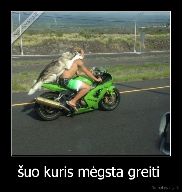 šuo kuris mėgsta greiti 